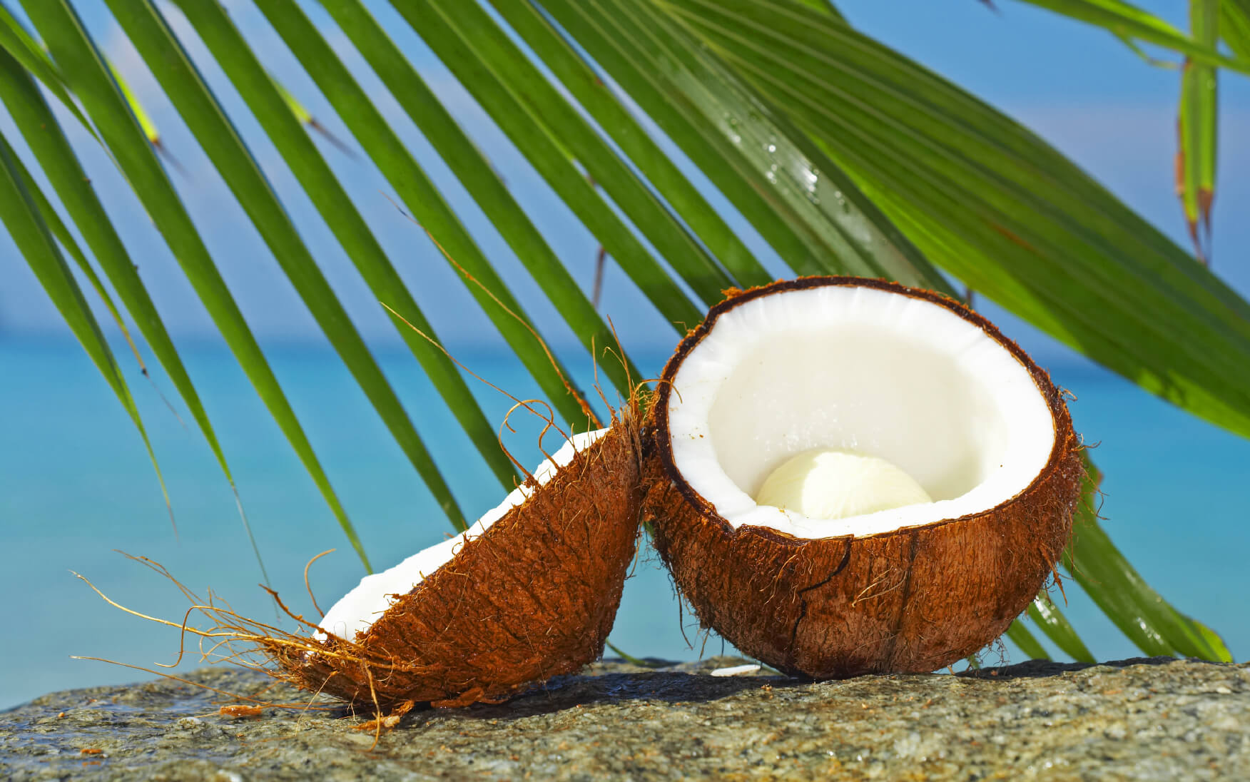 Кокос это ягода или орех. Кокосовая Пальма. Coconut Palm кокосовая Пальма. Кокос дарахти. Кокос на Бали.